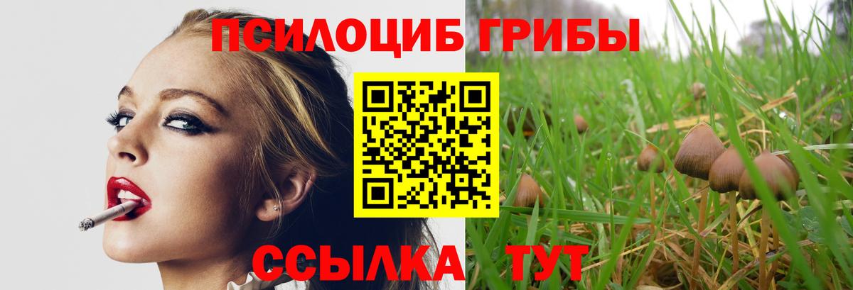 Саратов  Псилоцибиновые грибы Psilocybe  Псилоцибиновые грибы Psilocybe  Вход с VPN 